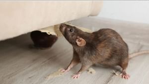 Viral News: 800 കുപ്പി മദ്യം എലി കുടിച്ചു? ഞെട്ടിക്കുന്ന വെളിപ്പെടുത്തൽ