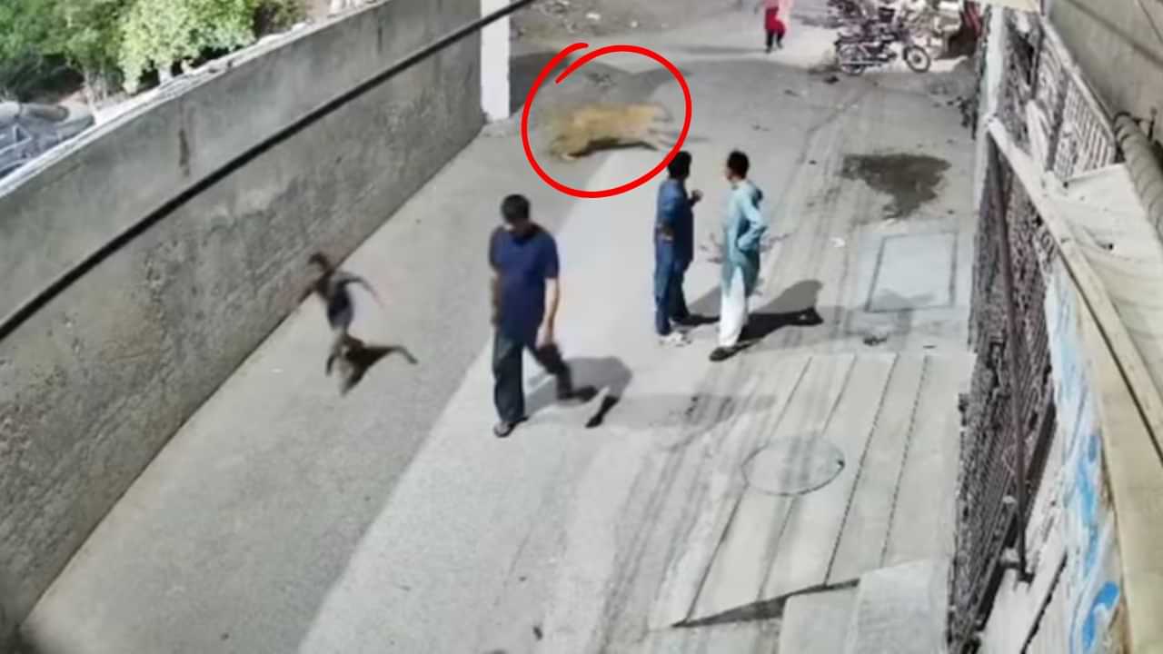 Shocking Video: തെരുവിലേക്കിറങ്ങി വളർത്തു സിംഹം, സ്ത്രിയെയും കുട്ടിയെയും കടിച്ചു