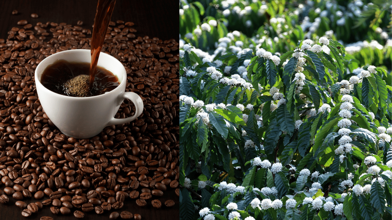 Wayanad Robusta Coffee: അറിഞ്ഞില്ല... ആരും പറഞ്ഞില്ല... വയനാടൻ കാപ്പി സൂപ്പർ സ്പെഷ്യൽ ആണെന്ന്... ഇനി ആഗോളവിപണിയിലേക്ക് Wayanad Robusta Coffee: അറിഞ്ഞില്ല... ആരും പറഞ്ഞില്ല... വയനാടൻ കാപ്പി സൂപ്പർ സ്പെഷ്യൽ ആണെന്ന്... ഇനി ആഗോളവിപണിയിലേക്ക്