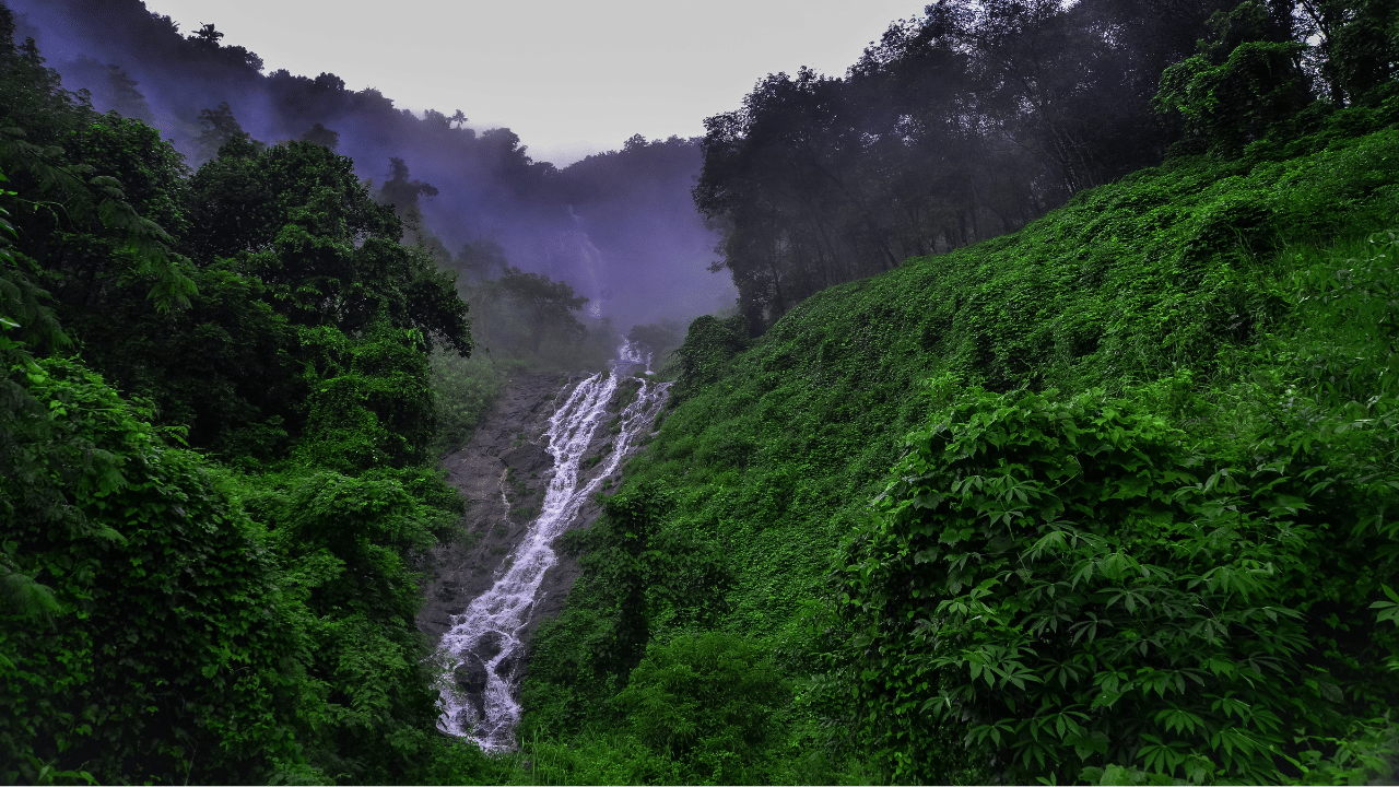 Western Ghat Vibes: ഇത് നിങ്ങളുടെ കണ്ണിൽപ്പെടാത്ത പശ്ചിമഘട്ടം; കണ്ടറിയാം പ്രകൃതിയുടെ സമ്പത്തിനെ