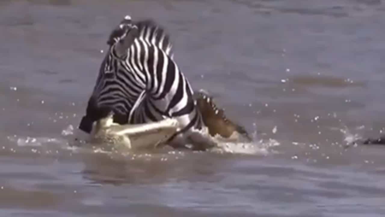 Viral News: തീര്‍ക്കാന്‍ വന്ന മുതലയെ കണ്ടം വഴി ഓടിച്ച് സീബ്ര, വീഡിയോ വൈറല്‍