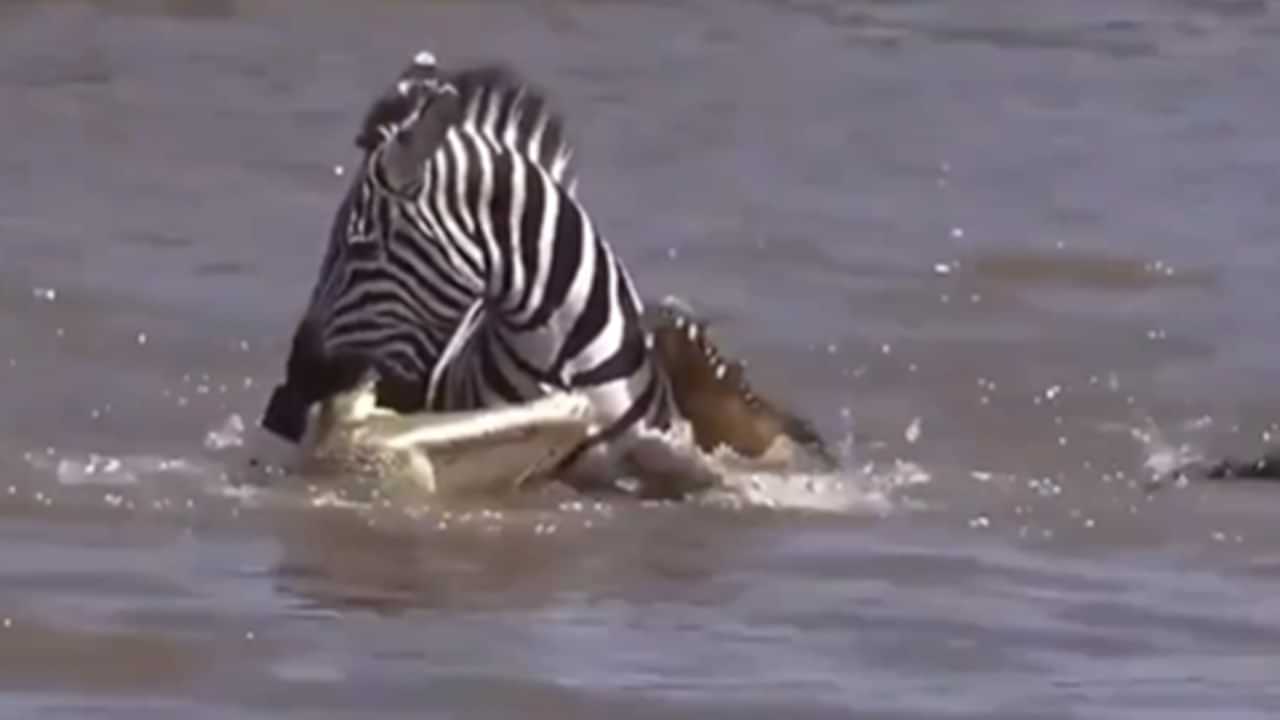 Viral News: തീര്‍ക്കാന്‍ വന്ന മുതലയെ കണ്ടം വഴി ഓടിച്ച് സീബ്ര, വീഡിയോ വൈറല്‍