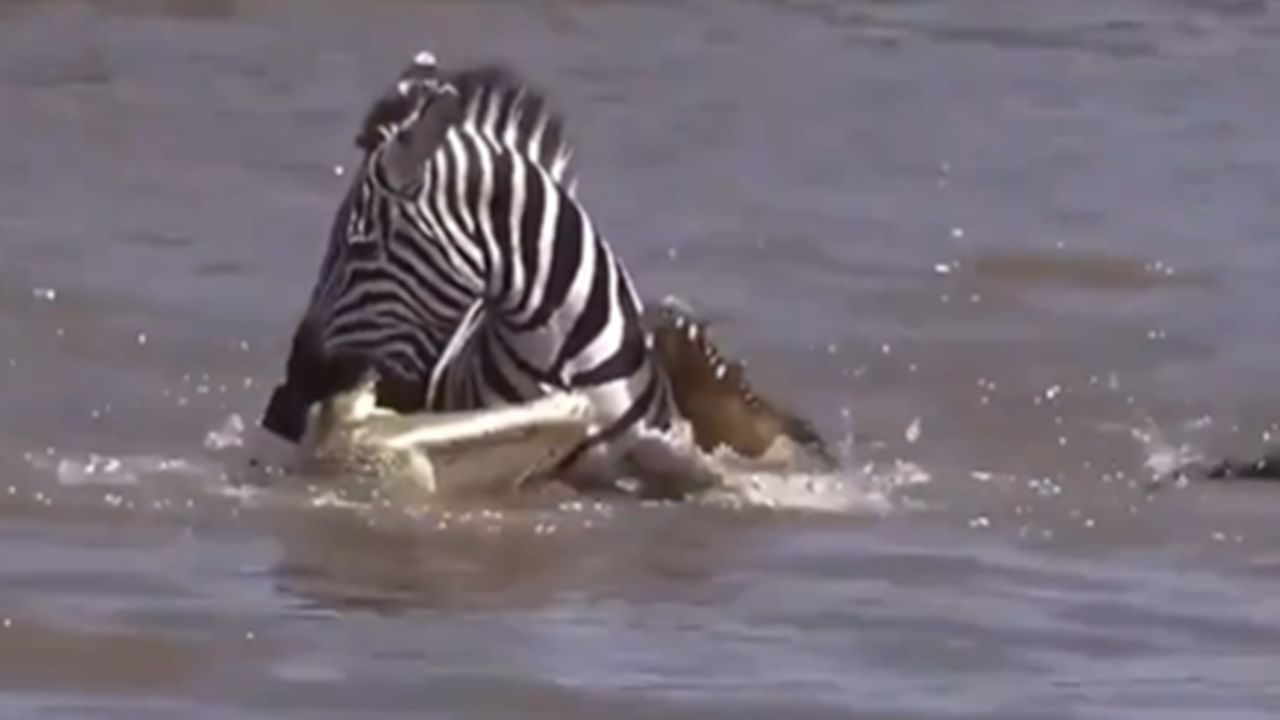 Viral News: തീര്‍ക്കാന്‍ വന്ന മുതലയെ ‘കണ്ടം വഴി ഓടിച്ച്’ സീബ്ര, വീഡിയോ വൈറല്‍