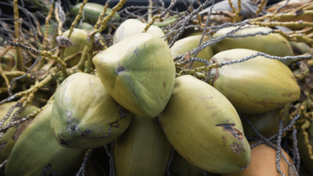 Coconut Price: തേങ്ങ വില ഉയർന്നുതന്നെ; തെങ്ങിന്റെ കായ്ഫലം വർദ്ധിക്കാൻ ഇക്കാര്യങ്ങൾ ശ്രദ്ധിക്കാം…