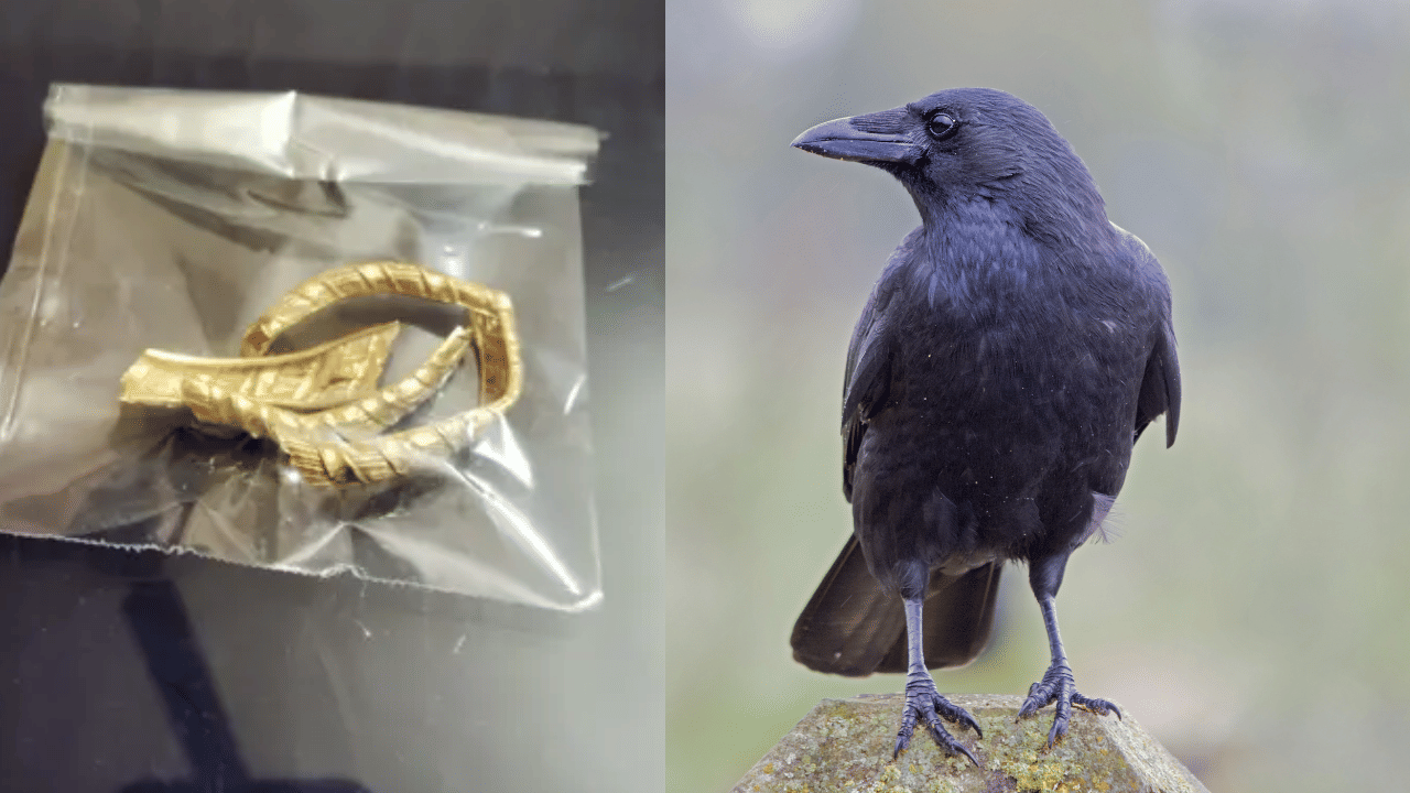 Gold Bangle Lost: കാക്ക സാ‍ർ മാന്യനാ...സ്വ‍ർണവള കൊത്തിക്കൊണ്ടുപോയി മൂന്ന് വർഷം സൂക്ഷിച്ചു, ഒടുവിൽ തിരിച്ചുകിട്ടി