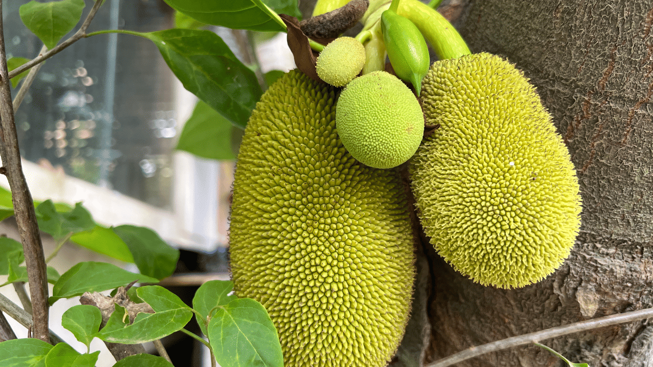 Jackfruit : ചക്ക കഴിച്ച കെഎസ്ആർടിസി ഡ്രൈവർമാർക്ക് ബ്രെത്ത് അനലൈസറിൽ പിടിവീണു, പിന്നിലെ ശാസ്ത്ര സത്യം ഇങ്ങനെ…