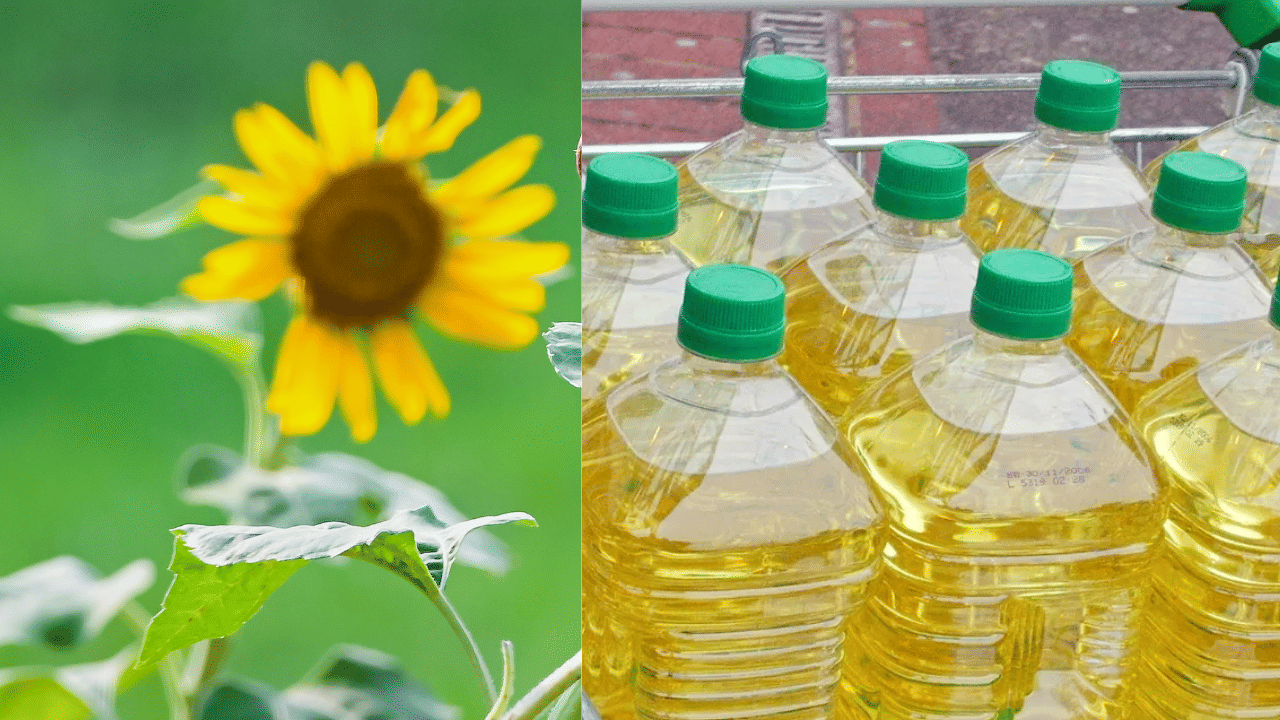 സൺഫ്ളെവർ ഓയിൽ: വെളിച്ചെണ്ണ പോൽ ഗുണകരമായ മറ്റൊരു എണ്ണയാണ് സൺഫ്ലെവർ ഓയിൽ. വിപണിയിൽ 150 - 200 രൂപയ്ക്ക് സൂര്യകാന്തി എണ്ണ ലഭ്യമാണ്. സൂര്യകാന്തി എണ്ണയിൽ ധാരാളം പോഷകങ്ങളും അടങ്ങിയിട്ടുണ്ട്. ( Image Credits: Getty Images )