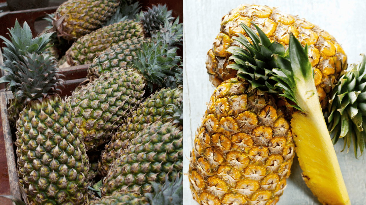 പൈനാപ്പിൾ കഴിക്കുന്നത് പൊണ്ണത്തടി കുറയ്ക്കാൻ സഹായിക്കും. കൂടാതെ ഇവയിലടങ്ങിയിട്ടുള്ള ബ്രോമലെയ്ൻ ദഹനപ്രശ്നങ്ങൾ അകറ്റാനും ഉത്തമമാണ്. കൂടാതെ പൈനാപ്പിളിൽ അടങ്ങിയ വിറ്റമിൻ സി ചർമത്തിന്റെ ആരോഗ്യം മെച്ചപ്പെടുത്തുന്നു. (Image Credits: Getty Images)
