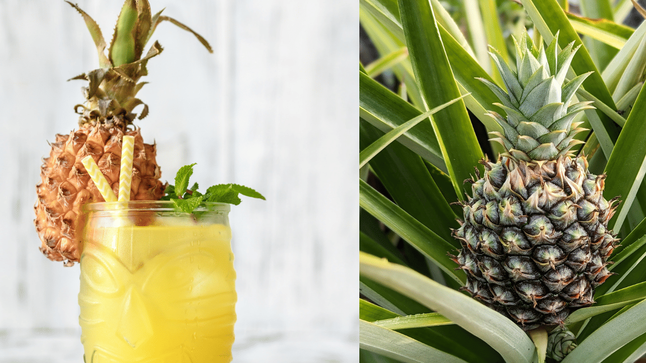 എല്ലുകളുടെ ആരോ​ഗ്യത്തിനും പൈനാപ്പിൾ കഴിക്കുന്നത് നല്ലതാണ്. ഇവയിൽ എല്ലുകളുടെ വളർച്ചയ്ക്ക് ആവശ്യമായ മാം​ഗനീസും വിറ്റമിൻ സിയും അടങ്ങിയിട്ടുണ്ട്. ഇവ കുട്ടികളിൽ എല്ലുകളുടെ വളർച്ചയ്ക്കു സഹായിക്കുകയും മുതിർന്നവരിൽ എല്ലുകളെ ശക്തിപ്പെടുത്തുകയും ചെയ്യുന്നു. (Image Credits: Getty Images)