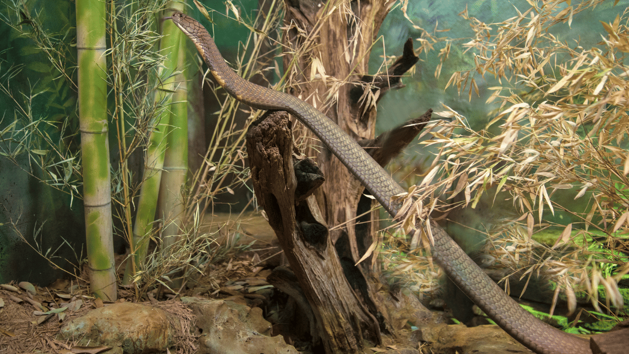 Snake in Dreams: പാമ്പിനെ സ്വപ്നം കാണാറുണ്ടോ? മനസ്സിനു പറയാനുള്ളതോ... അതോ നിങ്ങളുടെ ഭാവിയിലെ സൂചനകളോ?