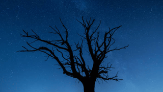 Viral News: തീര്‍ക്കാന്‍ വന്ന മുതലയെ ‘കണ്ടം വഴി ഓടിച്ച്’ സീബ്ര, വീഡിയോ വൈറല്‍