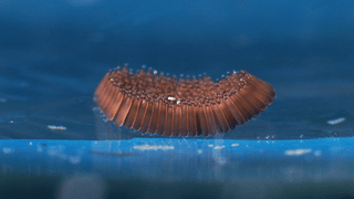 Ramayanam at Karkidakam: ദുരിതം മാറാൻ മാത്രമല്ല കർക്കിടകത്തിൽ രാമായണം വായിക്കാനുള്ള കാരണം ഇതെല്ലാം