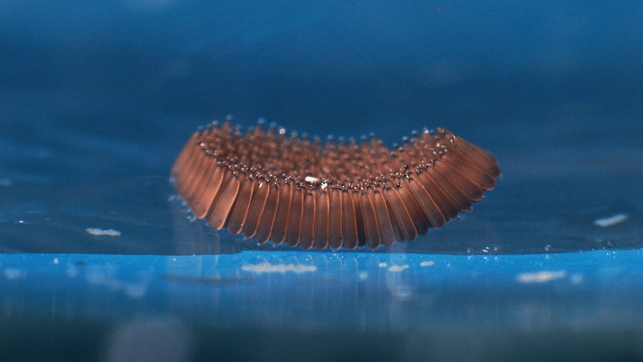 US Plans With Flies: കൃഷി രക്ഷിക്കാൻ കോടിക്കണക്കിന് ഈച്ചകളെ കൂട്ടുപിടിച്ച് യു എസ്, പുതിയ പദ്ധതി ഇങ്ങനെ US Plans With Flies: കൃഷി രക്ഷിക്കാൻ കോടിക്കണക്കിന് ഈച്ചകളെ കൂട്ടുപിടിച്ച് യു എസ്, പുതിയ പദ്ധതി ഇങ്ങനെ