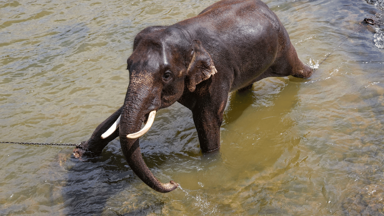 Wild Elephant Attack: തൊട്ടിൽപ്പാലത്ത് കാട്ടാന ദമ്പതിമാരെ ആക്രമിച്ചു; പ്രതിഷേധവുമായി നാട്ടുകാർ