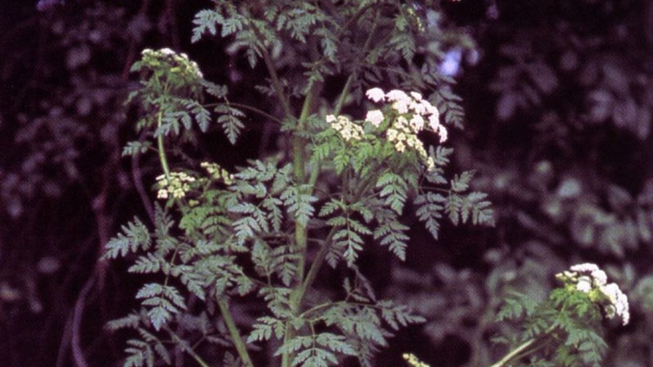 ചിരിച്ചുകൊണ്ട് മരണത്തിലേക്ക് നയിക്കുന്ന... മരണശേഷവും മൃതദേഹത്തില്‍ ചിരി അവശേഷിപ്പിക്കുന്ന ഒരു അപൂര്‍വ്വ വിഷമുള്ള സസ്യത്തെപ്പറ്റി കേട്ടിട്ടുണ്ടോ?