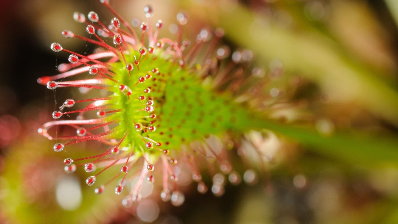 സസ്യങ്ങളിൽ നിന്ന് പ്രചോദനം ഉൾക്കൊണ്ട്, ശുദ്ധമായ ഊർജ്ജം ഉത്പാദിപ്പിക്കാനുള്ള വഴി കണ്ടെത്തി ഒരു കൂട്ടം ശാസ്ത്രജ്ഞർ. സസ്യങ്ങൾ പ്രകാശസംശ്ലേഷണത്തിലൂടെ കാർബൺ ഡൈ ഓക്സൈഡ് ഉപയോഗിച്ച് ഊർജ്ജം സംഭരിക്കുന്നതുപോലെയാണ് ഈ പ്രക്രിയ