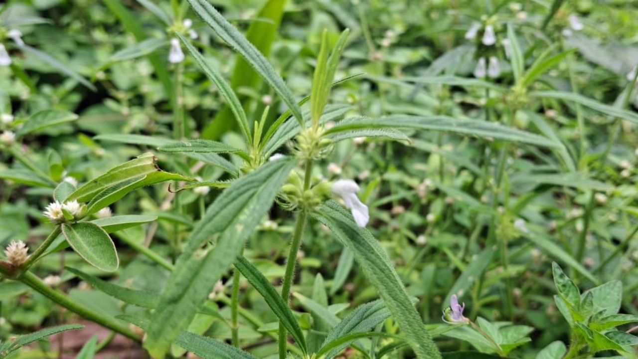തിരുവോണത്തിന് ഓണത്തപ്പനെ വരവേൽക്കാൻ ഉപയോഗിക്കുന്ന തുമ്പപ്പൂവിന് പല പ്രത്യേകതകളുമുണ്ട്. ഓണപ്പൂക്കളത്തിലെ ഒരു അവിഭാജ്യ ഘടകമാണിത്. പൂക്കളത്തിൽ മാത്രമല്ല, ഔഷധഗുണങ്ങൾകൊണ്ടും തുമ്പപ്പൂവ് ഏറെ പ്രശസ്തമാണ്.