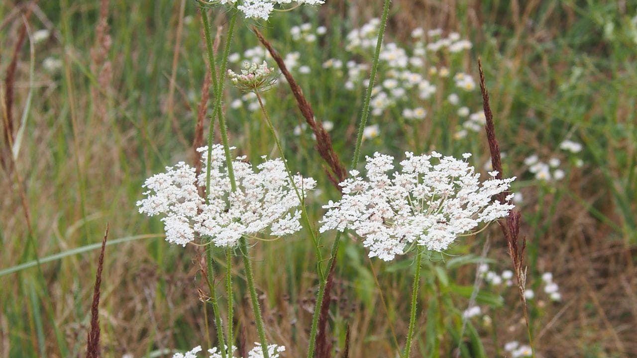 പുരാതന ഗ്രീസില്, വധശിക്ഷ നടപ്പാക്കാന് ഹെംലോക്ക് ചെടിയുടെ വിഷം ഉപയോഗിച്ചിരുന്നു. പ്രശസ്ത ഗ്രീക്ക് തത്വചിന്തകനായ സോക്രട്ടീസിനെ കൊലപ്പെടുത്തിയത് ഈ വിഷം നല്കിയാണ്.