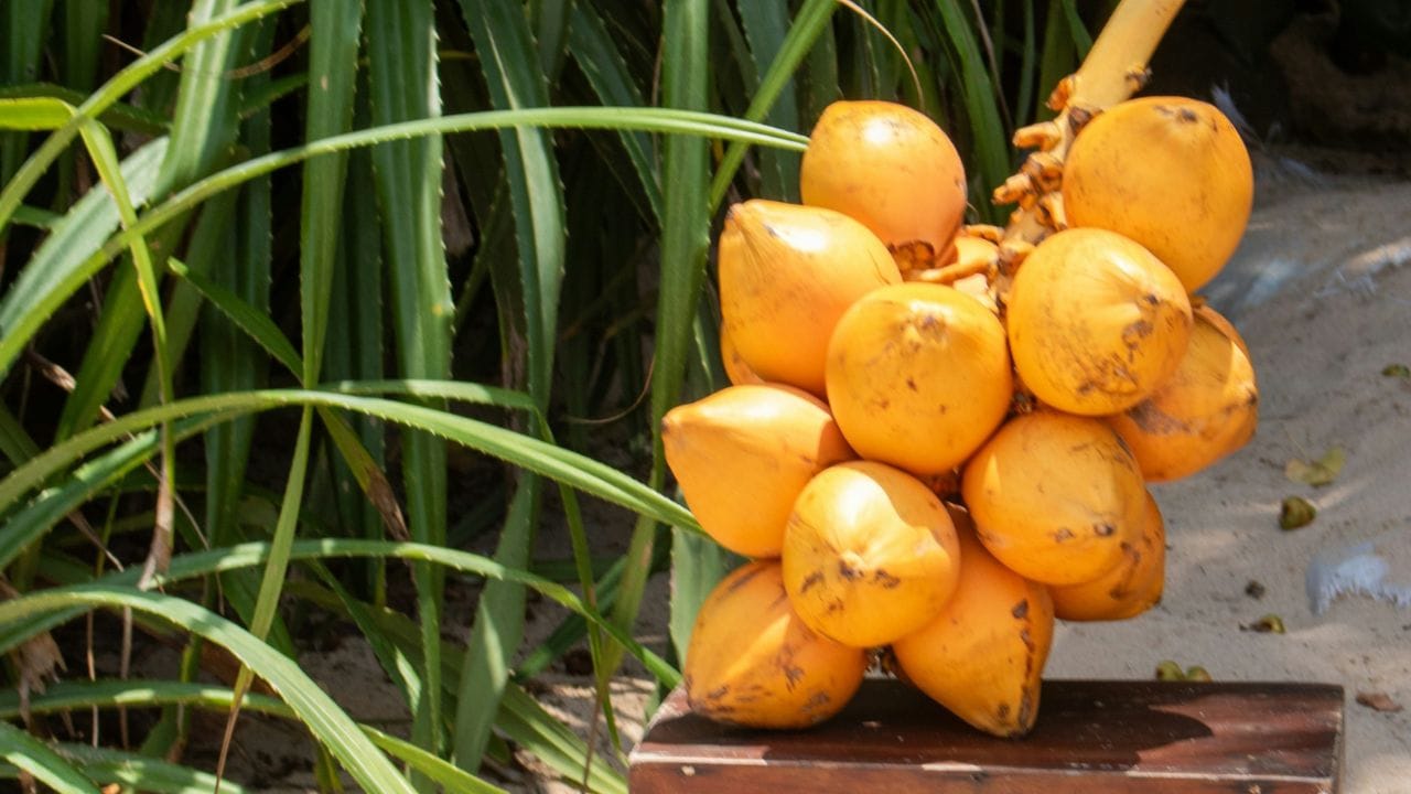 കരിക്കിനുള്ളില് എളുപ്പത്തില് പൂപ്പല് (ഫംഗസ്) വളരാനുള്ള സാധ്യതയുണ്ട്, പ്രത്യേകിച്ച് ഈര്പ്പമുള്ള സാഹചര്യങ്ങളില്. ഇത് കരിക്കിന്റെ രുചിയെയും ഗുണത്തെയും ദോഷകരമായി ബാധിക്കും.