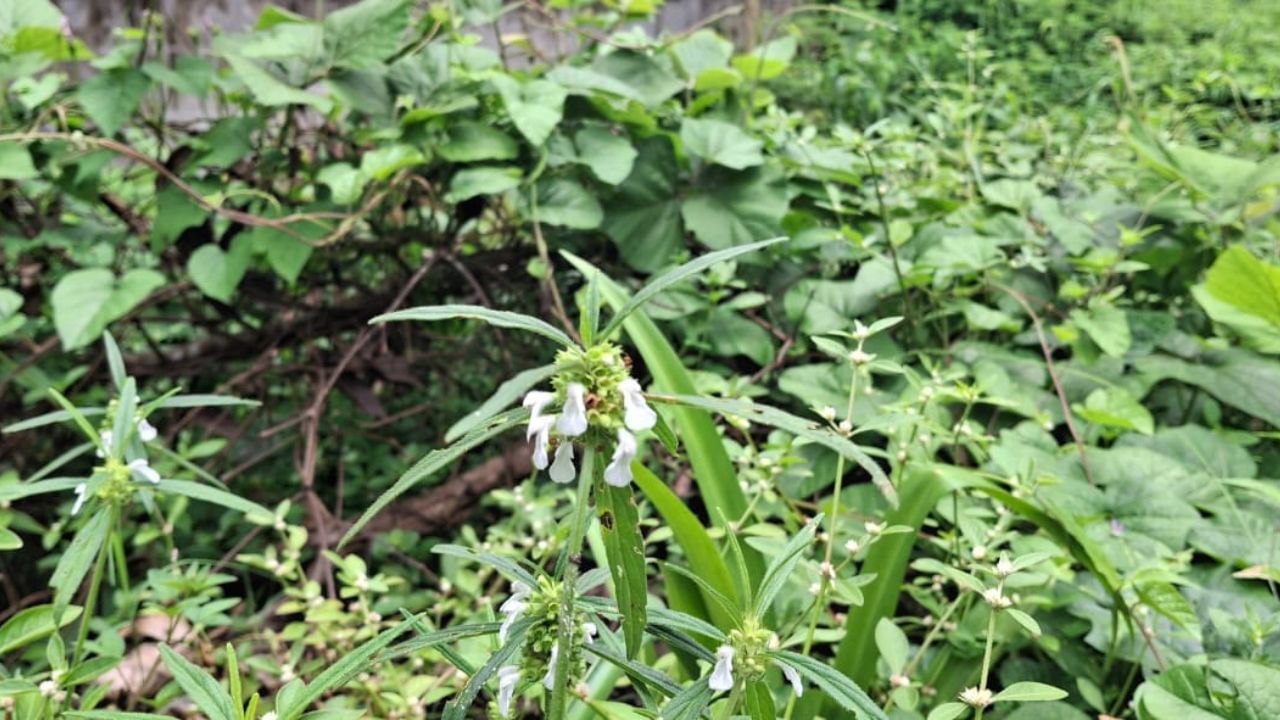 വെള്ളനിറമുള്ള ഈ പൂവ് പരിശുദ്ധിയുടെയും സമാധാനത്തിന്റെയും പ്രതീകമായി കണക്കാക്കപ്പെടുന്നു. അതുകൊണ്ടുതന്നെ തൃക്കാക്കരയപ്പന് അർപ്പിക്കാൻ ഈ പൂവാണ് പ്രധാനമായും ഉപയോഗിക്കുന്നത്.