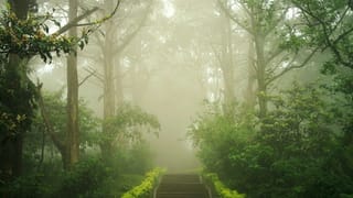 Curly Hair To Straight Hair: ചുരുണ്ട മുടി വടിപോലെ ആക്കാം..! വീട്ടിൽ തന്നെ; ചെയ്യേണ്ടത് ഇത്രമാത്രം