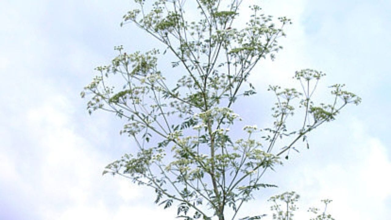 ഹെംലോക്ക് വിഷബാധയുടെ ഒരു പ്രധാന ലക്ഷണം 'റിസസ് സാര്ഡോണിക്കസ്' എന്നറിയപ്പെടുന്ന ഒരുതരം ചിരിയാണ്. ഈ വിഷം നാഡീവ്യൂഹത്തെ ബാധിക്കുകയും മുഖത്തെ പേശികളെ സങ്കോചിപ്പിക്കുകയും ചെയ്യുന്നതിലൂടെ, ഒരുതരം വിചിത്രവും ഭയാനകവുമായ ചിരി പോലെ തോന്നുന്ന ഒരു ഭാവം മുഖത്ത് ഉണ്ടാകുന്നു.