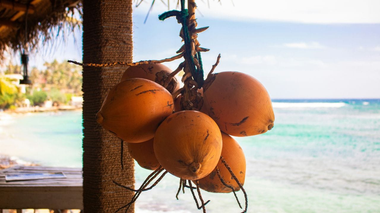 പൂപ്പലുള്ള കരിക്ക് കുടിക്കുന്നത് ഗുരുതരമായ ആരോഗ്യപ്രശ്നങ്ങള്ക്ക് കാരണമാകും. അലര്ജികള്, ശ്വാസകോശ സംബന്ധമായ പ്രശ്നങ്ങള്, കൂടാതെ മൈക്കോടോക്സിനുകള് എന്നറിയപ്പെടുന്ന വിഷവസ്തുക്കള് കാരണം മറ്റ് ഗുരുതരമായ രോഗങ്ങള്ക്കും ഇത് വഴിവെക്കാം.