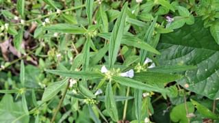 Onam Thrikketta Day Pookalam: ആറിനം പൂക്കൾ കൊണ്ടൊന്ന് ‘കാല്‍ നീട്ടാം’; തൃക്കേട്ട നാളിൽ പൂക്കളം ഒരുക്കേണ്ടത് ഇങ്ങനെ…