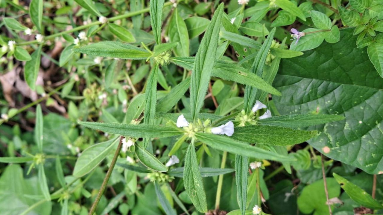 തുമ്പ ഒരു ഔഷധസസ്യം കൂടിയാണ്. ചുമ, പനി, ആസ്തമ, തലവേദന തുടങ്ങിയ രോഗങ്ങൾക്ക് പ്രതിവിധിയായി തുമ്പ ഉപയോഗിക്കാറുണ്ട്. ഇതിന്റെ ഇലകളും പൂക്കളും ചേർന്ന കഷായം പല അസുഖങ്ങൾക്കും ആശ്വാസം നൽകും.