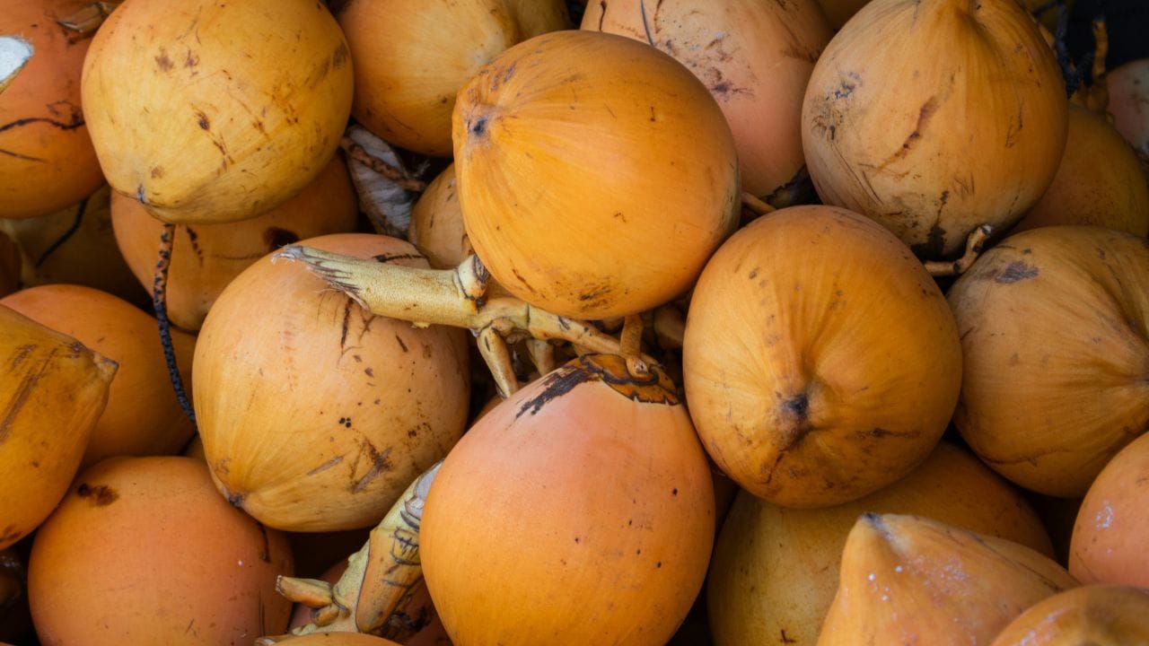 പൂപ്പല് ഉണ്ടോയെന്ന് ഉറപ്പുവരുത്താന് കരിക്കിന്റെ ഉള്വശം ശ്രദ്ധാപൂര്വ്വം പരിശോധിക്കണം. കൂടാതെ, വെള്ളം സുതാര്യമായ ഒരു ഗ്ലാസിലേക്ക് ഒഴിച്ച് അതിന്റെ നിറവും ഘടനയും പരിശോധിച്ച് കുടിക്കുന്നത് കൂടുതല് സുരക്ഷിതമാണ്.