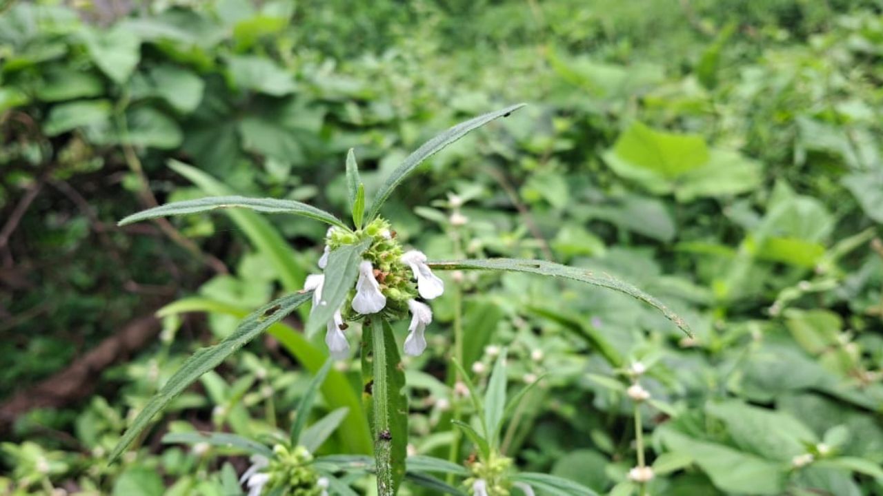 ഓണത്തിന് പത്ത് ദിവസം പൂക്കളമിടുമ്പോൾ ഓരോ ദിവസത്തിനും ഓരോ പൂവിനാണ് പ്രാധാന്യം. എന്നാൽ തിരുവോണനാളിൽ ഓണത്തപ്പനെ സ്വീകരിക്കാൻ തുമ്പപ്പൂവ് മാത്രമുപയോഗിച്ച് തുമ്പക്കുടം ഒരുക്കുന്നതാണ് പരമ്പരാഗതമായ ചടങ്ങ്.