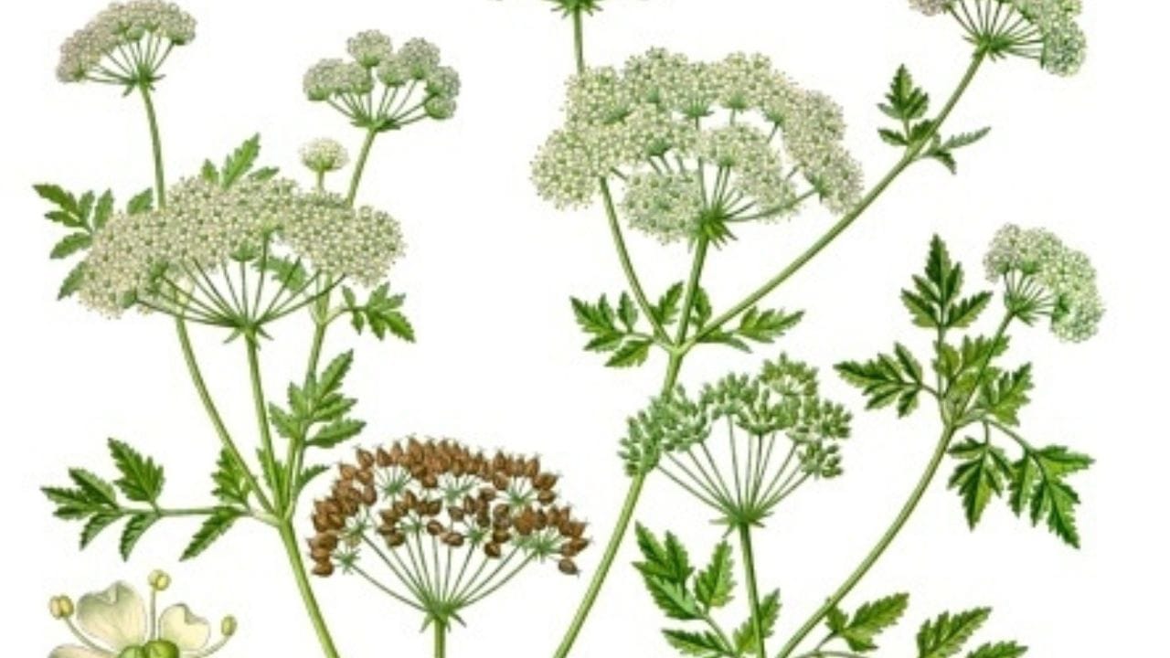 ഹെംലോക്ക് വിഷബാധയേറ്റുള്ള മരണം സാധാരണയായി ശ്വാസംമുട്ടല് കാരണമാണ് സംഭവിക്കുന്നത്. വിഷം ശരീരത്തിന്റെ താഴത്തെ ഭാഗങ്ങളില് നിന്ന് മുകളിലേക്ക് വ്യാപിക്കുന്നതിനാല്, ക്രമേണ ശ്വാസമെടുക്കാന് ആവശ്യമായ പേശികളെ തളര്ത്തിക്കളയുന്നു.