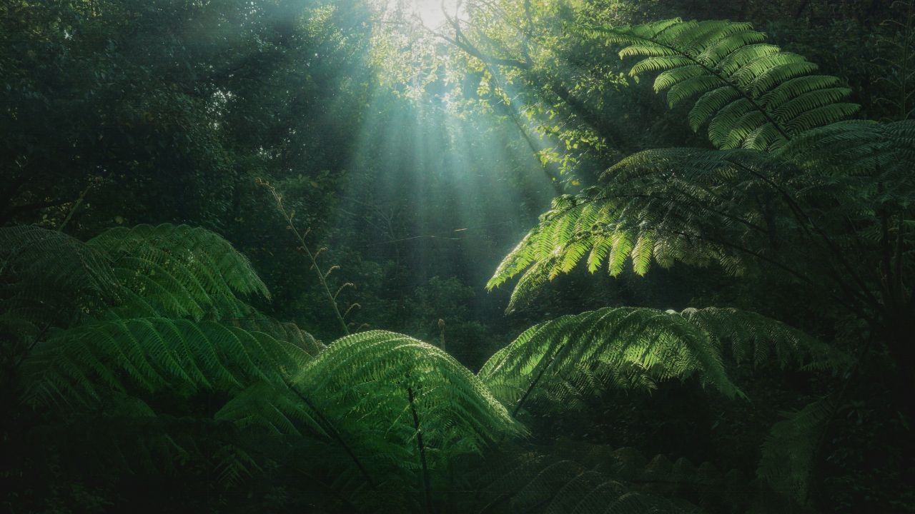 മങ്ങിയ വെളിച്ചത്തിൽ പോലും പ്രവർത്തിക്കുമെന്നത് ഈ കണ്ടുപിടിത്തത്തിന്റെ വലിയൊരു പ്രത്യേകതയാണ്. കൃത്രിമ പ്രകാശസംശ്ലേഷണം പൂർണ്ണമാക്കാൻ ഇനിയും ഗവേഷണങ്ങൾ ആവശ്യമാണെങ്കിലും, സുസ്ഥിരമായ ഊർജ്ജ ഭാവിക്കായുള്ള ഒരു നിർണായക ചുവടുവെപ്പാണ് ഈ കണ്ടുപിടിത്തം.