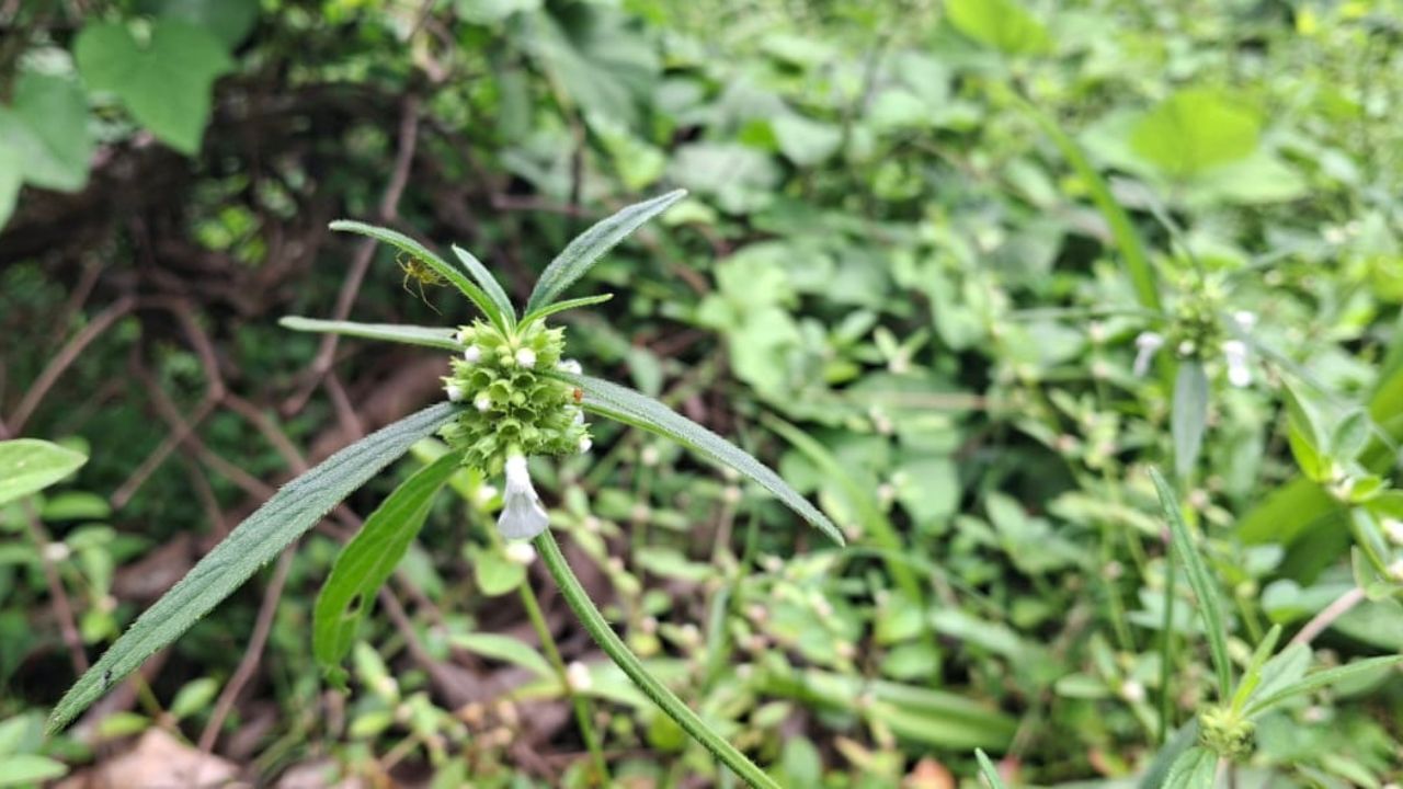 നിറപ്പകിട്ടാർന്ന പൂക്കളങ്ങൾക്കപ്പുറം, തുമ്പപ്പൂവിന്റെ ലളിതമായ സൗന്ദര്യം ഓണത്തിന്റെ ലാളിത്യത്തെ ഓർമ്മിപ്പിക്കുന്നു.