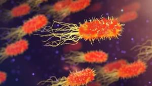 Amoebic Meningoencephalitis: അമീബയില് വിറച്ച് കേരളം; ഒരാള്ക്ക് കൂടി രോഗം സ്ഥിരീകരിച്ചു Amoebic Meningoencephalitis: അമീബയില് വിറച്ച് കേരളം; ഒരാള്ക്ക് കൂടി രോഗം സ്ഥിരീകരിച്ചു