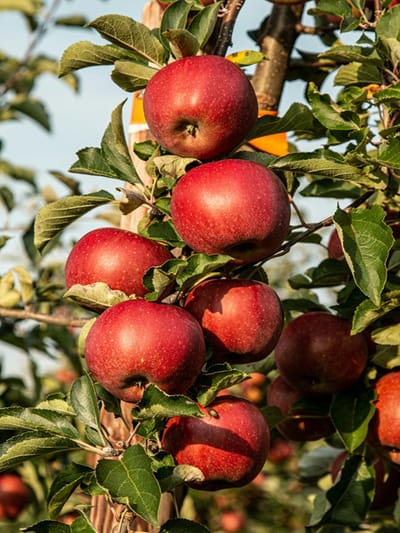 ഫാറ്റി ലിവര്‍ കുറയ്ക്കാന്‍ ആപ്പിള്‍ മതിയോ?