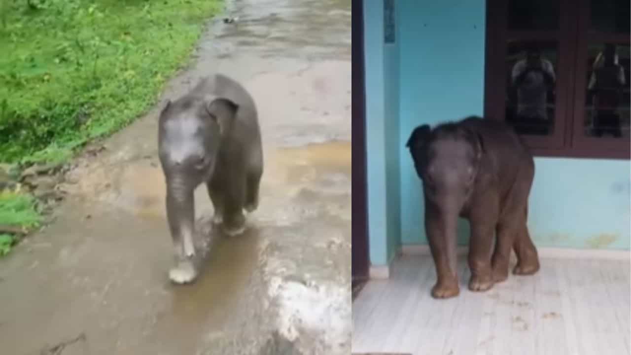 Baby elephant Video : എനിക്കും സ്കൂളിൽ പഠിക്കണം, വയനാട്ടിലെ സ്കൂളിൽ എത്തിയ കാട്ടാനക്കുട്ടിയുടെ വൈറൽ വീഡിയോ