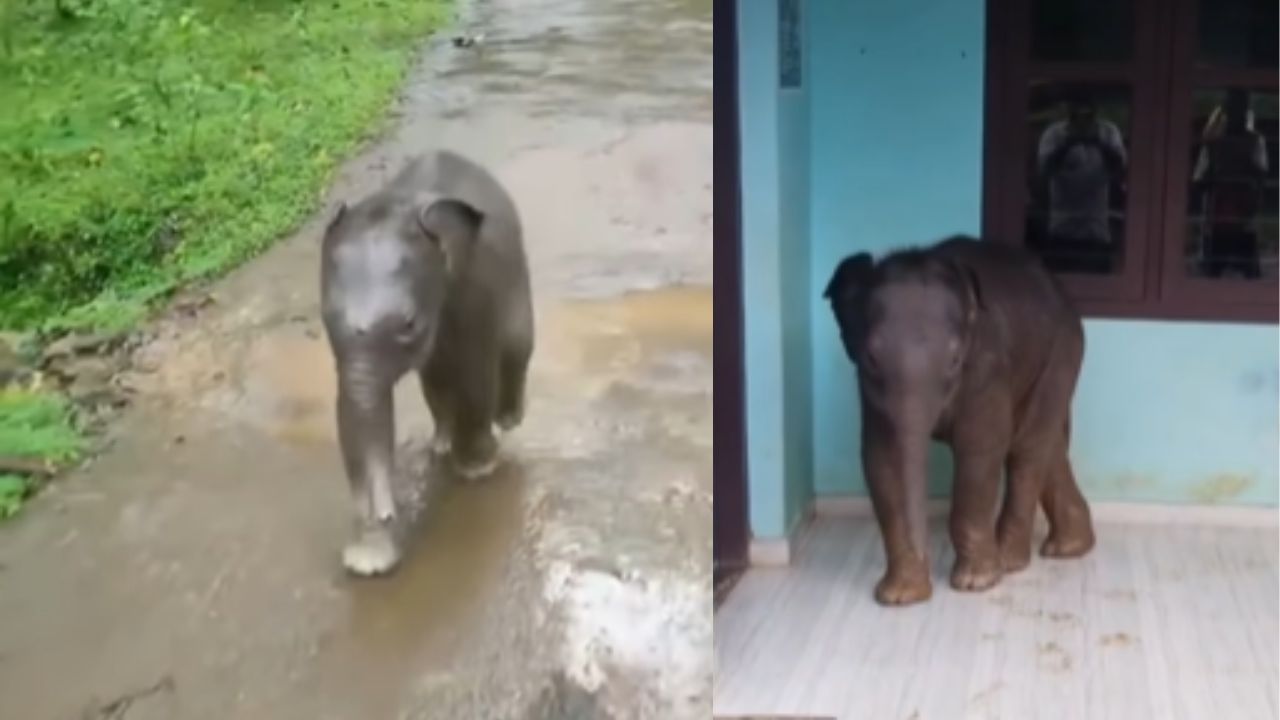 Baby elephant Video : എനിക്കും സ്കൂളിൽ പഠിക്കണം, വയനാട്ടിലെ സ്കൂളിൽ എത്തിയ കാട്ടാനക്കുട്ടിയുടെ വൈറൽ വീഡിയോ