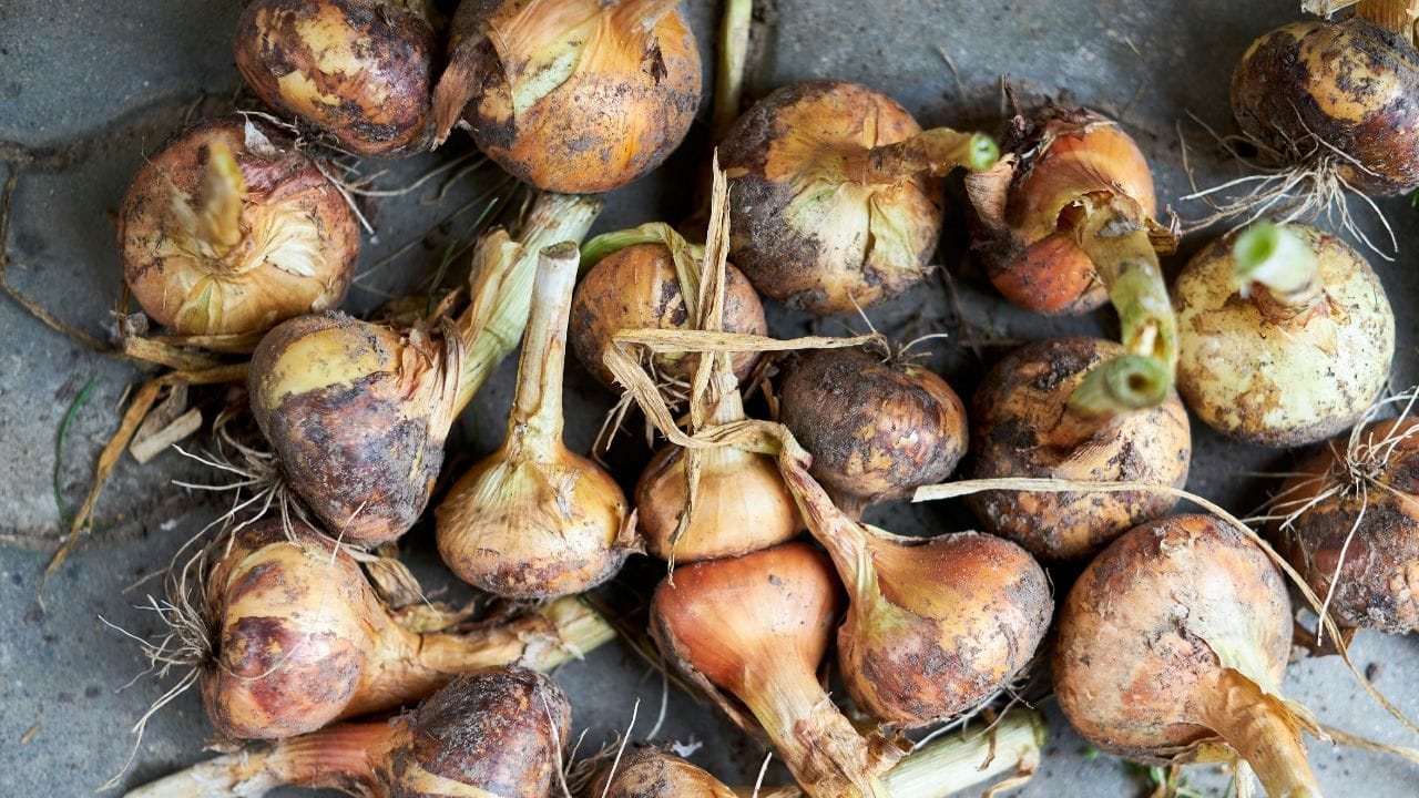 ഇത്തരത്തിൽ കറുത്ത പൊടിയുള്ള സവാള ഉപയോഗിക്കുമ്പോൾ തൊലി കളഞ്ഞ ശേഷം നന്നായി കഴുകി, പൂപ്പൽ പോയെന്ന് ഉറപ്പുവരുത്താൻ ശ്രദ്ധിക്കണം. കഴുകിയിട്ടും പൂപ്പൽ പോകുന്നെങ്കിൽ അവ ഒഴിവാക്കുന്നതാകും നല്ലത്. (Image Credits: Unsplash)