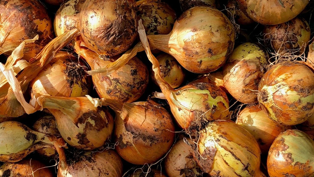 ആസ്പർജില്ലസ് നൈഗർ അത്ര അപകടകാരിയല്ല. എങ്കിലും ചിലരിൽ ഇത് ഛർദ്ദി, തലവേദന, വയറുവേദന, അലർജി പോലുള്ള ആരോഗ്യപ്രശ്നങ്ങൾക്ക് കാരണമായേക്കും. (Image Credits: Unsplash)