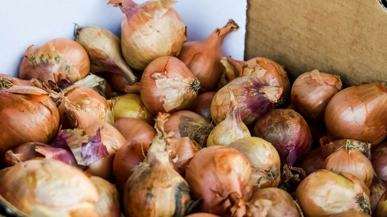 ഇത്തരത്തിൽ സവാളയിൽ കണ്ടുവരുന്ന കറുത്ത പൊടി അപകടകാരിയാണോ? ആസ്പർജില്ലസ് നൈഗർ എന്നാണ് ഈ കറുത്ത പൊടി അറിയപ്പെടുന്നത്. ഇത് ഒരുതരം പൂപ്പലാണ്. (Image Credits: Unsplash)