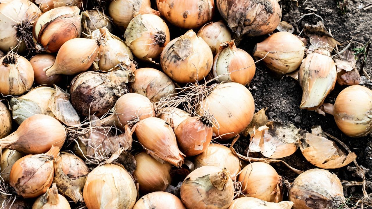 സാധാരണയായി മണ്ണിൽ കാണപ്പെടുന്ന ഈ പൂപ്പൽ ചെടികളെ ബാധിക്കുമ്പോഴാണ് ഇത്തരത്തിൽ കറുത്ത പൊടിയായി കാണപ്പെടുന്നത്. വായുസഞ്ചാരം കുറവുള്ളതും അതുപോലെ തന്നെ ഈർപ്പമുള്ളതുമായ ഇടങ്ങളിൽ വിളകൾ സൂക്ഷിക്കുമ്പോഴാണ് ഈ പൂപ്പൽ ഉണ്ടാവുക. ഇത് പെട്ടെന്ന് വ്യാപിക്കുകയും ചെയ്യും. (Image Credits: Unsplash)