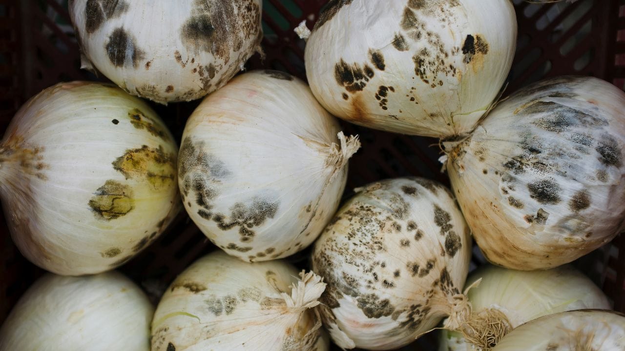 നാടൻ വിഭവങ്ങളിലെ ഒരു പ്രധാന ചേരുവയാണ് സവാള. മിക്ക കറികൾക്കും ആവശ്യമുള്ള ഒന്നാണിത്. എങ്കിലും അധികമായി വാങ്ങി സൂക്ഷിച്ചാൽ കുറച്ച് ദിവസങ്ങൾ കഴിയുമ്പോഴേക്കും സവാളയുടെ അകത്തും പുറത്തുമായി കറുത്ത പൊടി പറ്റിപ്പിടിച്ചിരിക്കുന്നത് കാണാം. (Image Credits: Unsplash)
