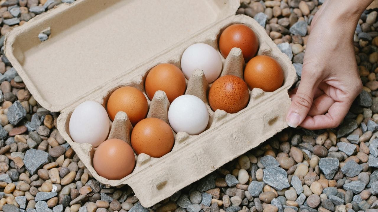 രണ്ട് മുട്ടകളിലും ഒരേ അളവിലാണ് പ്രോട്ടീൻ അടങ്ങിയിരിക്കുന്നത്. അതുപോലെ തന്നെ കൊഴുപ്പിന്റെയും, വിറ്റാമിനുകളുടെയും ധാതുക്കളുടെയുമെല്ലാം അളവ് തുല്യമാണ്. എന്നിട്ടും, എന്തുകൊണ്ടാണ് നമുക്കിടയിൽ നാടൻ മുട്ടയ്ക്ക് പ്രിയം കൂടുതൽ? (Image Credits: Pexels)