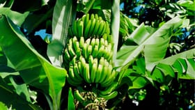 വാഴപ്പഴം എത്ര വേണമെങ്കിലും വാങ്ങാം; കുത്തനെ ഇടിഞ്ഞ് വില, വന്‍ലാഭം