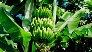 Bengaluru Banana Price: വാഴപ്പഴം എത്ര വേണമെങ്കിലും വാങ്ങാം; കുത്തനെ ഇടിഞ്ഞ് വില, വന്‍ലാഭം