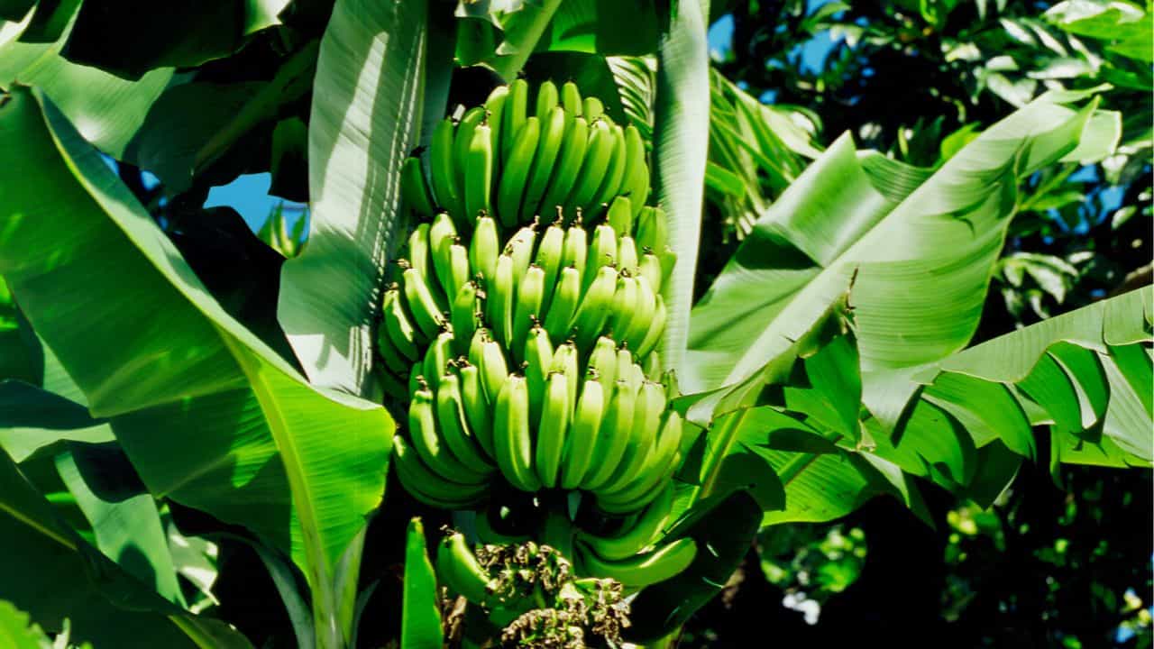 Onam Fruit Market: ഷാജിയേട്ടാ ഈ ഓണം അങ്ങ്! നടക്കില്ല കുട്ട്യേ പഴത്തിന് ഡിമാൻഡ് കുറഞ്ഞു