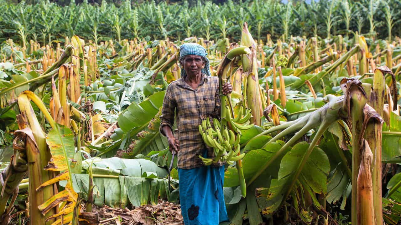 Banana Market: വാഴക്കുലയ്ക്ക് ഓണത്തിന് വില ഉയരും; സജീവമായി വിപണി