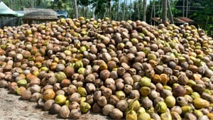 Coconut Price: പച്ചത്തേങ്ങയ്ക്ക് 55 രൂപ, കൊപ്രയും വീണു; വെളിച്ചെണ്ണയ്ക്ക് വില കുറയുമോ?