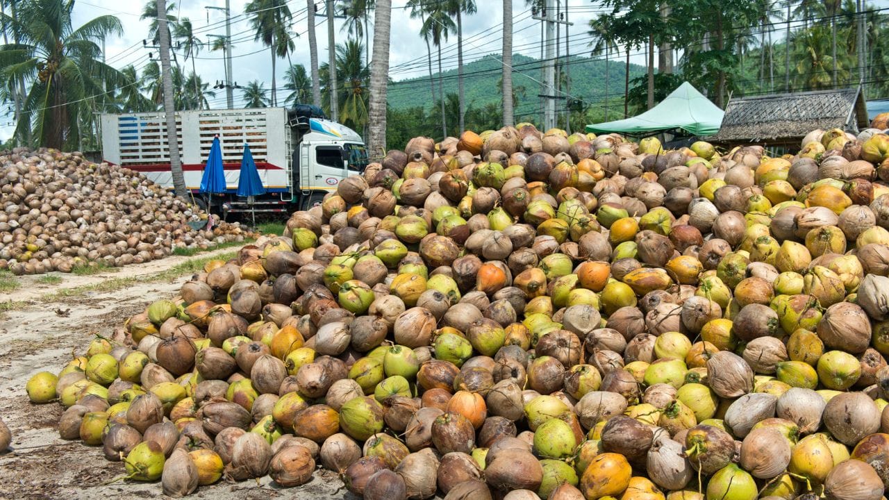 കഴിഞ്ഞ കുറച്ച് നാളുകളായി വെളിച്ചെണ്ണയ്ക്ക് വില കൂടുതലായിരുന്നുവെങ്കിലും കേരകര്‍ഷകര്‍ക്ക് നല്ല കാലമായിരുന്നു. വന്‍ വിലയ്ക്കായിരുന്നു തേങ്ങ വില്‍പനയും നടന്നിരുന്നത്. എന്നാല്‍ പച്ചത്തേങ്ങയുടെ വില ഇടിയുന്നു. 78 രൂപ വരെ ഉയര്‍ന്ന തേങ്ങ വില താഴോട്ടിറങ്ങുകയാണ്. (Image Credits: Getty Images)